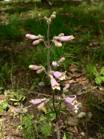 {Penstemon australis}